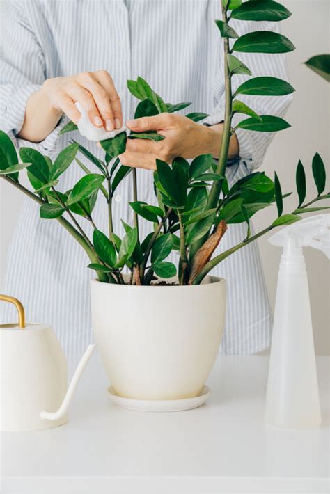 招財 植物|風水植物｜不只富貴竹！7款招財/招桃花植物推介+不 